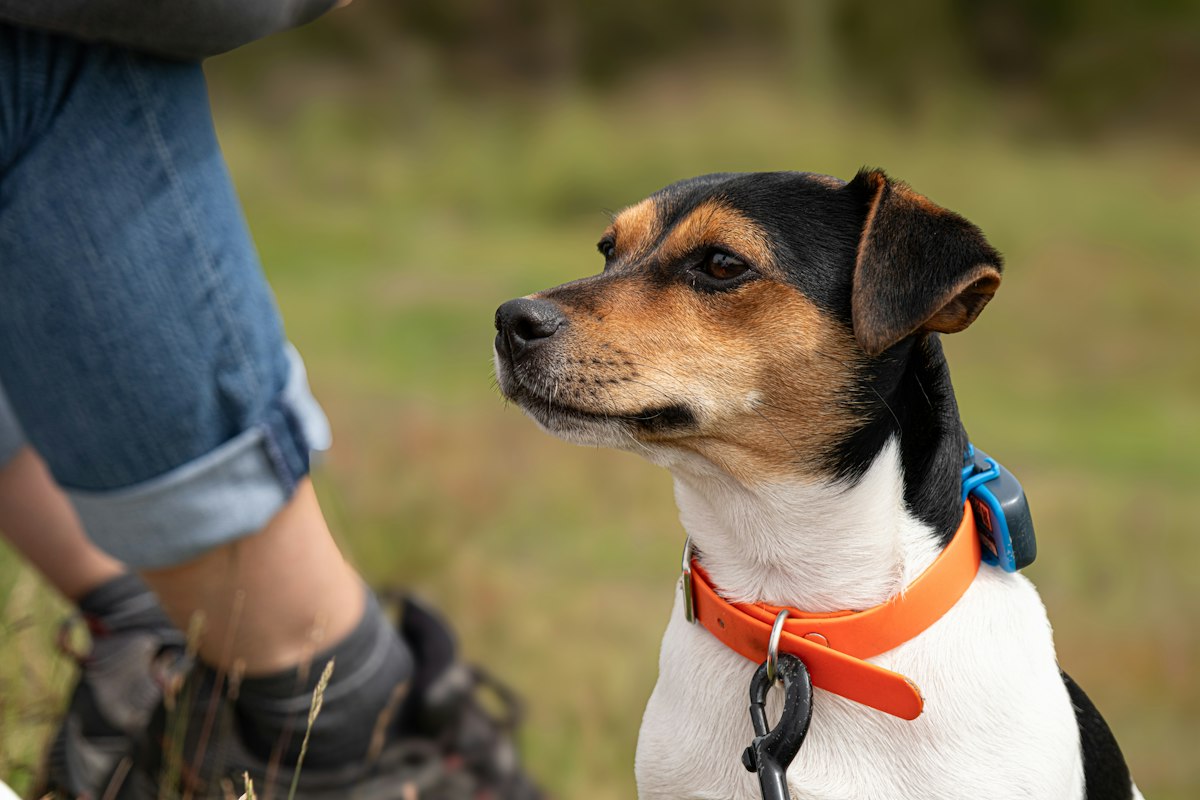 Dog wearing a collar