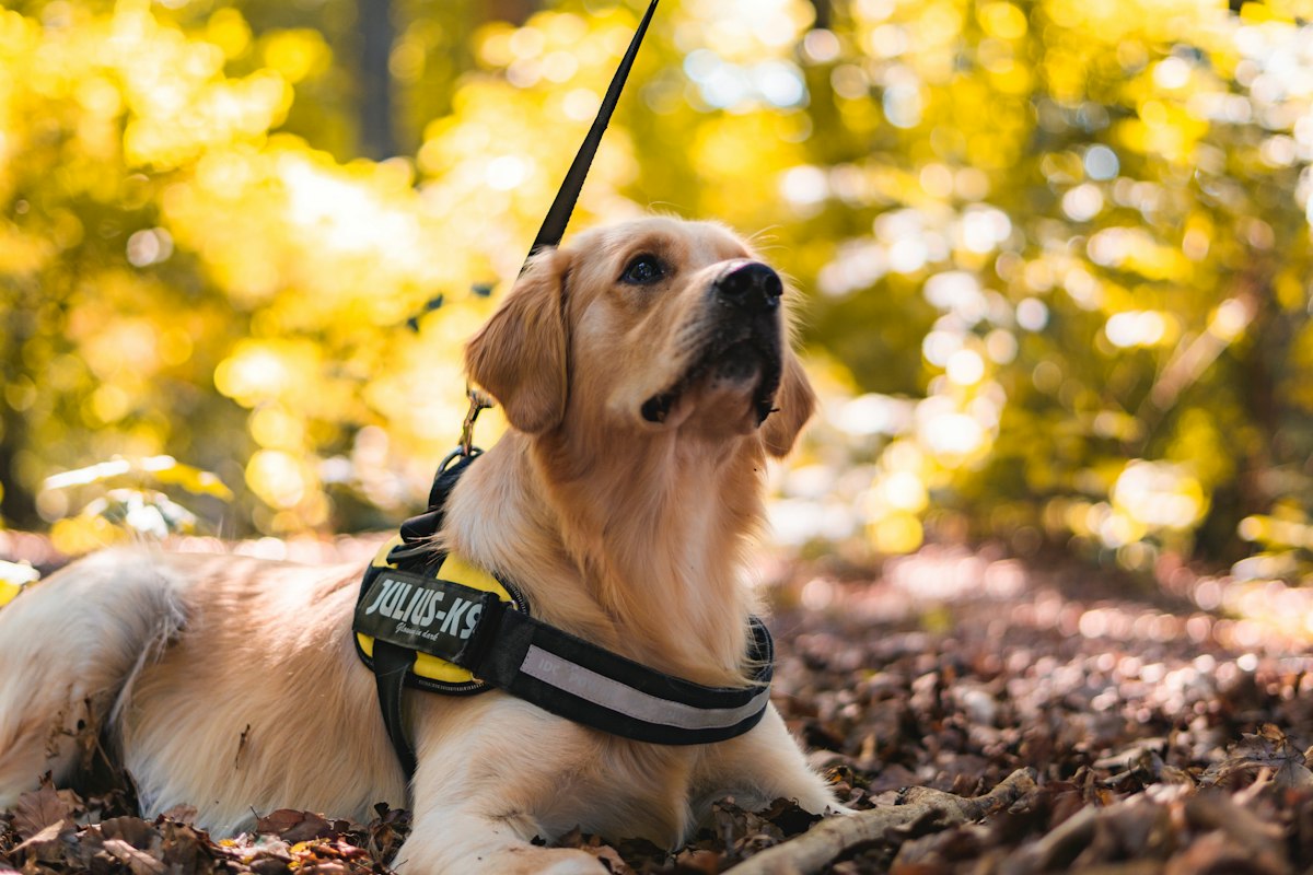 Dog wearing a harness outdoors