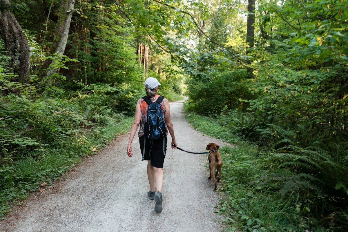 Dog on a leash during a walk